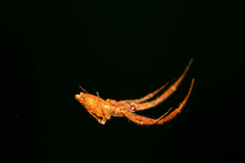 Image of Uloborus trilineatus Keyserling 1883