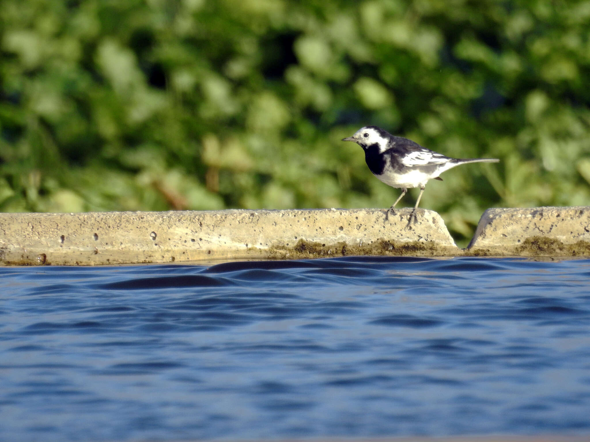 Image of Motacilla alba yarrellii Gould 1837