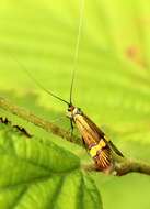 Imagem de Nemophora degeerella Linnaeus 1758