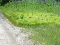 Image of saltmeadow cordgrass