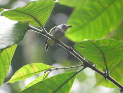 Image of Black-capped Pygmy Tyrant