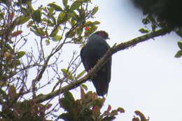 Image of blue pigeon