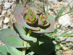 Слика од Euphorbia denticulata Lam.