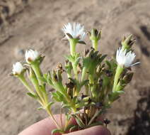 Image of Delosperma inconspicuum L. Bol.