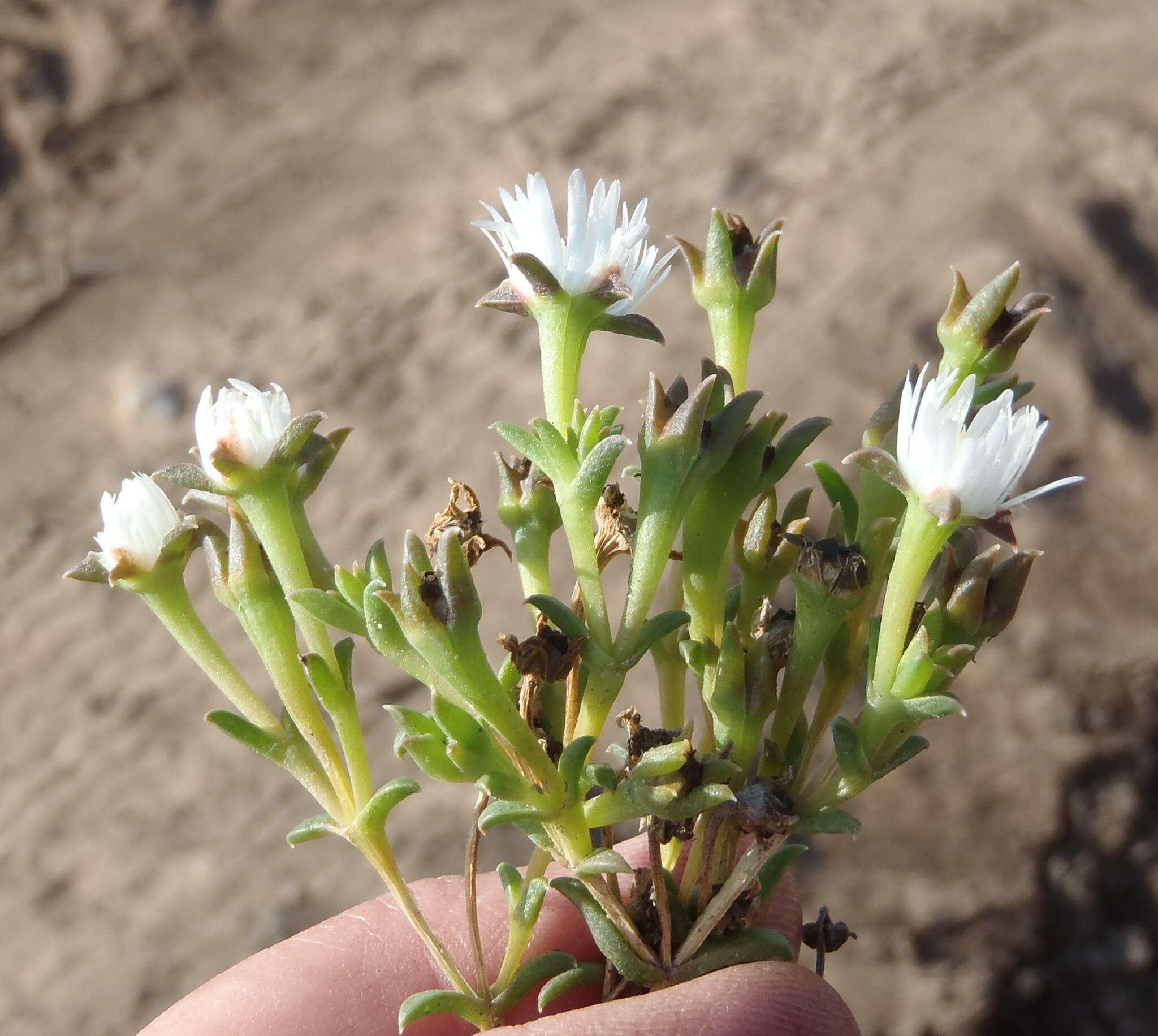 Image of Delosperma inconspicuum L. Bol.