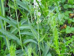 Lysimachia ephemerum L. resmi