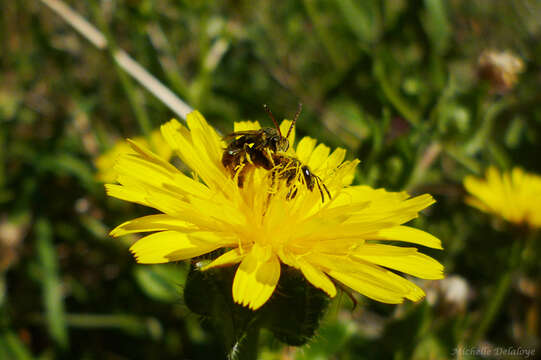 Image of Divaricate Hairy-eyed Sweat Bee