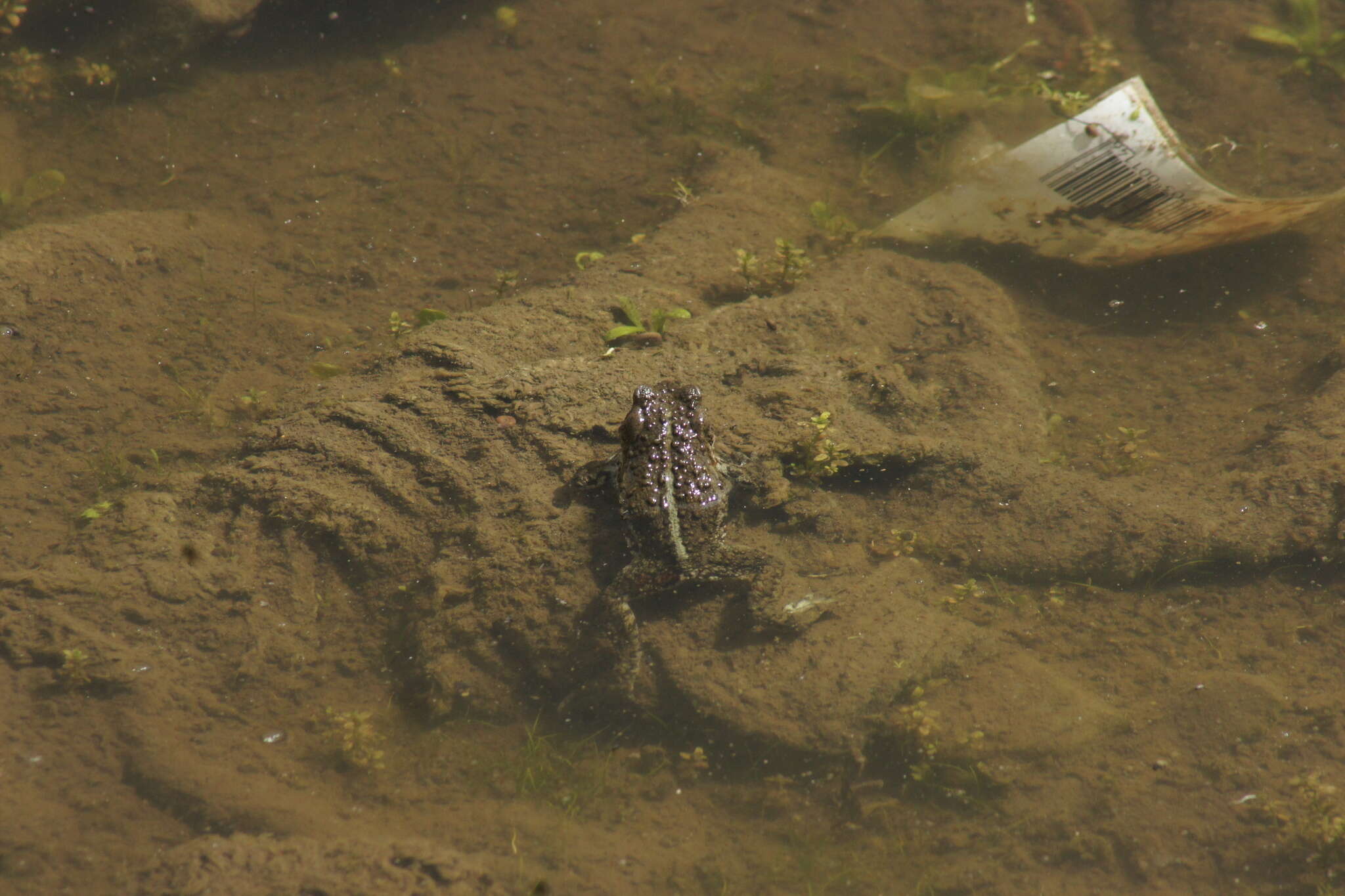 Image of Plateau Frog