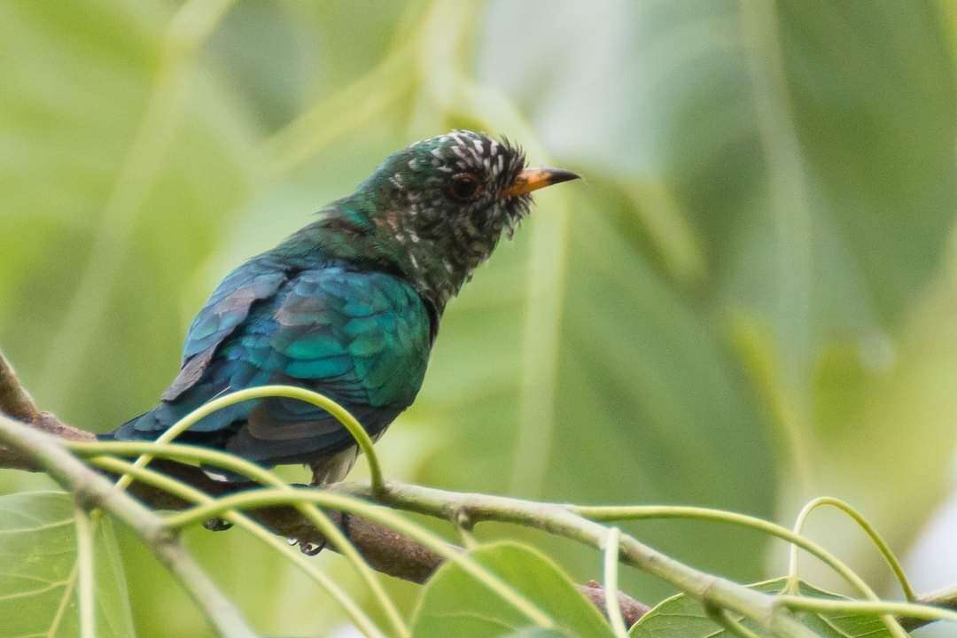 Image of Asian Emerald Cuckoo