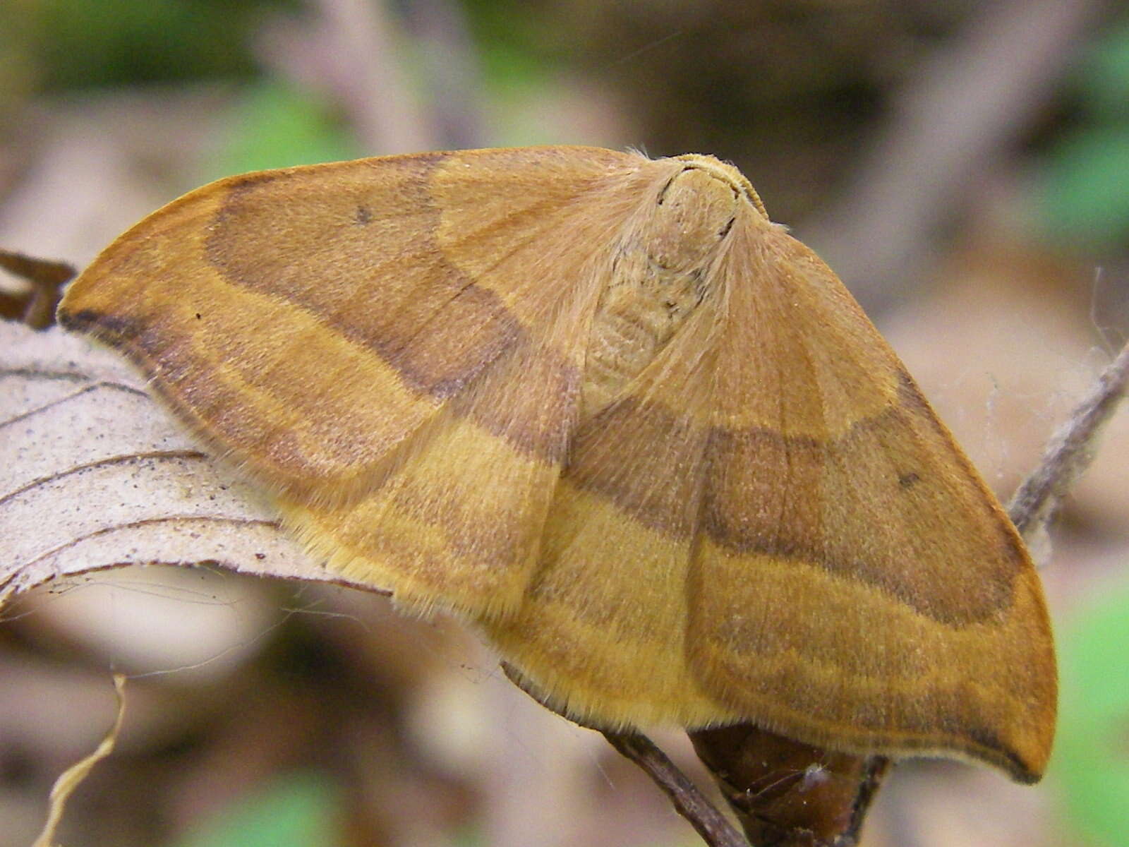 Image of barred hook-tip