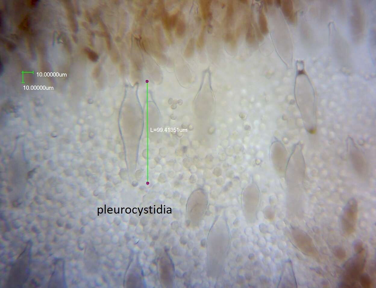 Image of Pluteus similis E. Horak 2008