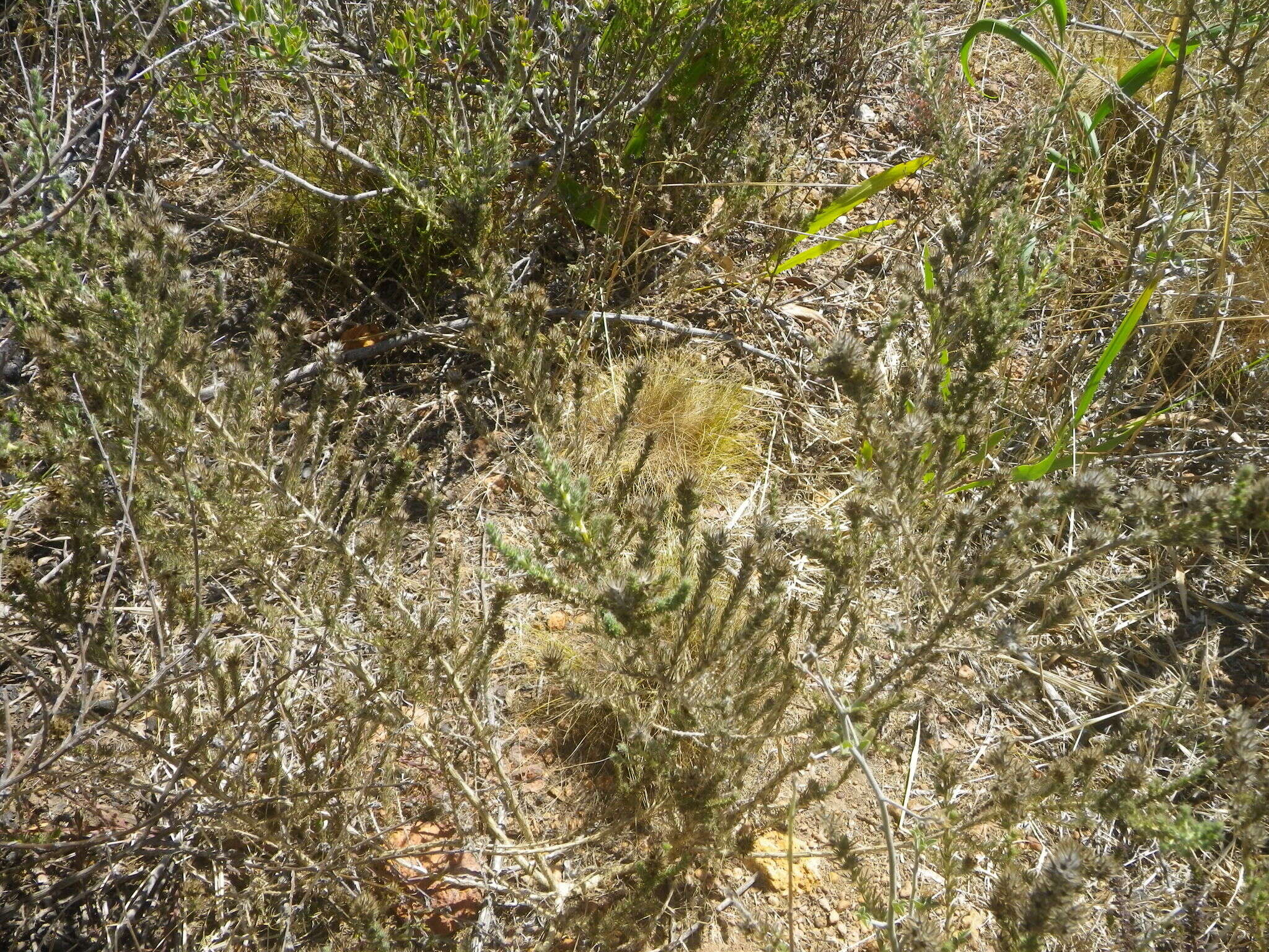 Image of Aspalathus cephalotes Thunb.