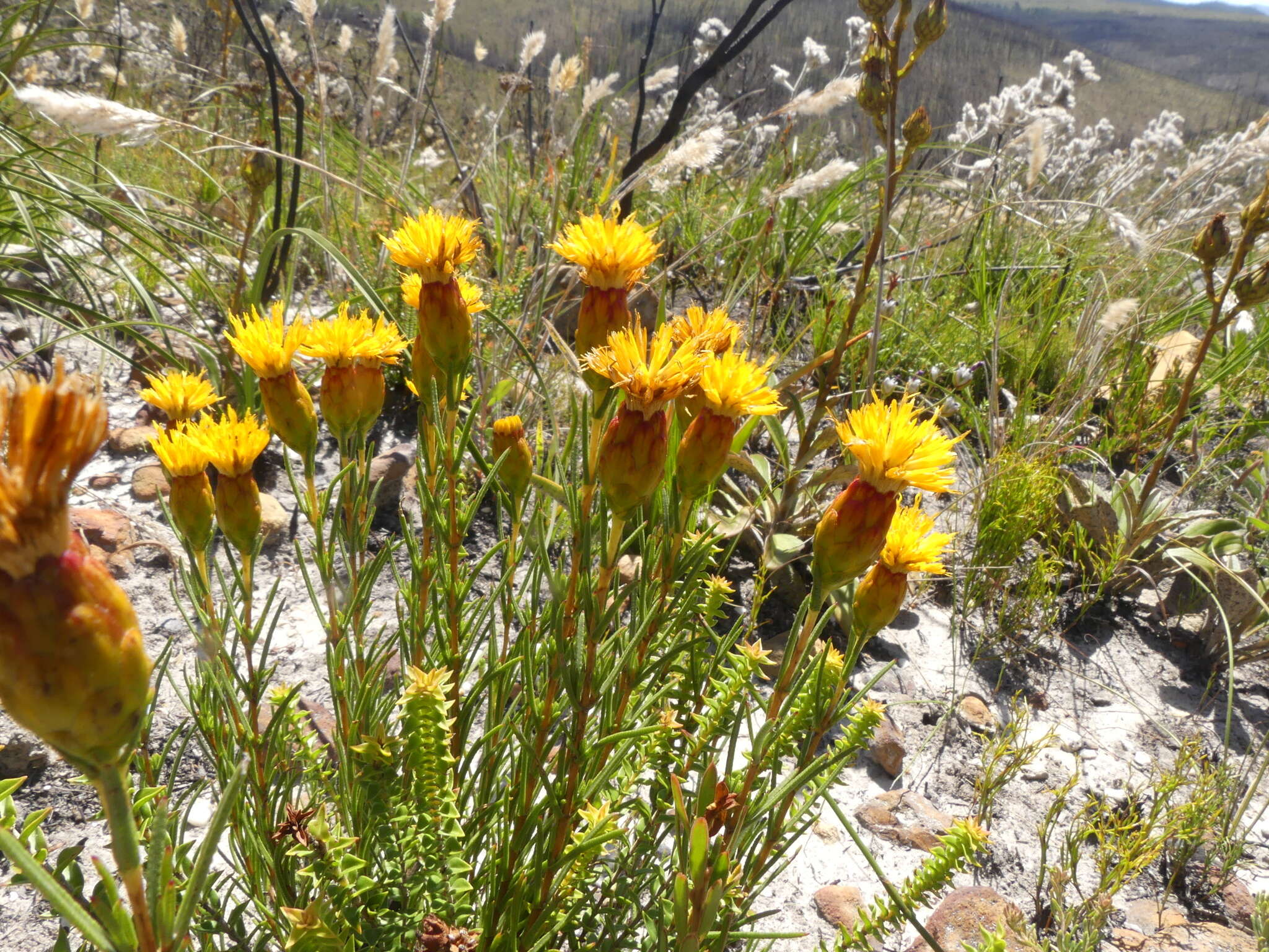 Sivun Pteronia tenuifolia DC. kuva