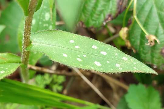 Pulmonaria affinis Jordan resmi