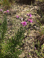 Image of woolly ironweed