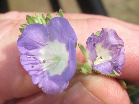 Phacelia austrotexana (J. A. Moyer) B. L. Turner的圖片