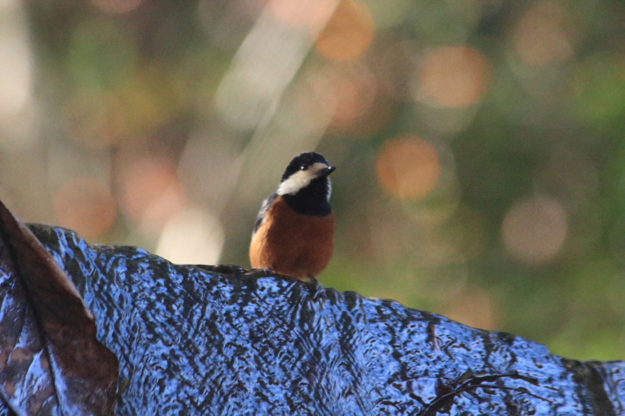 Image of Chestnut-bellied Tit