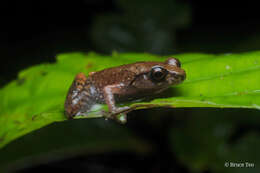 Image of Leptobrachella mjobergi Smith 1925