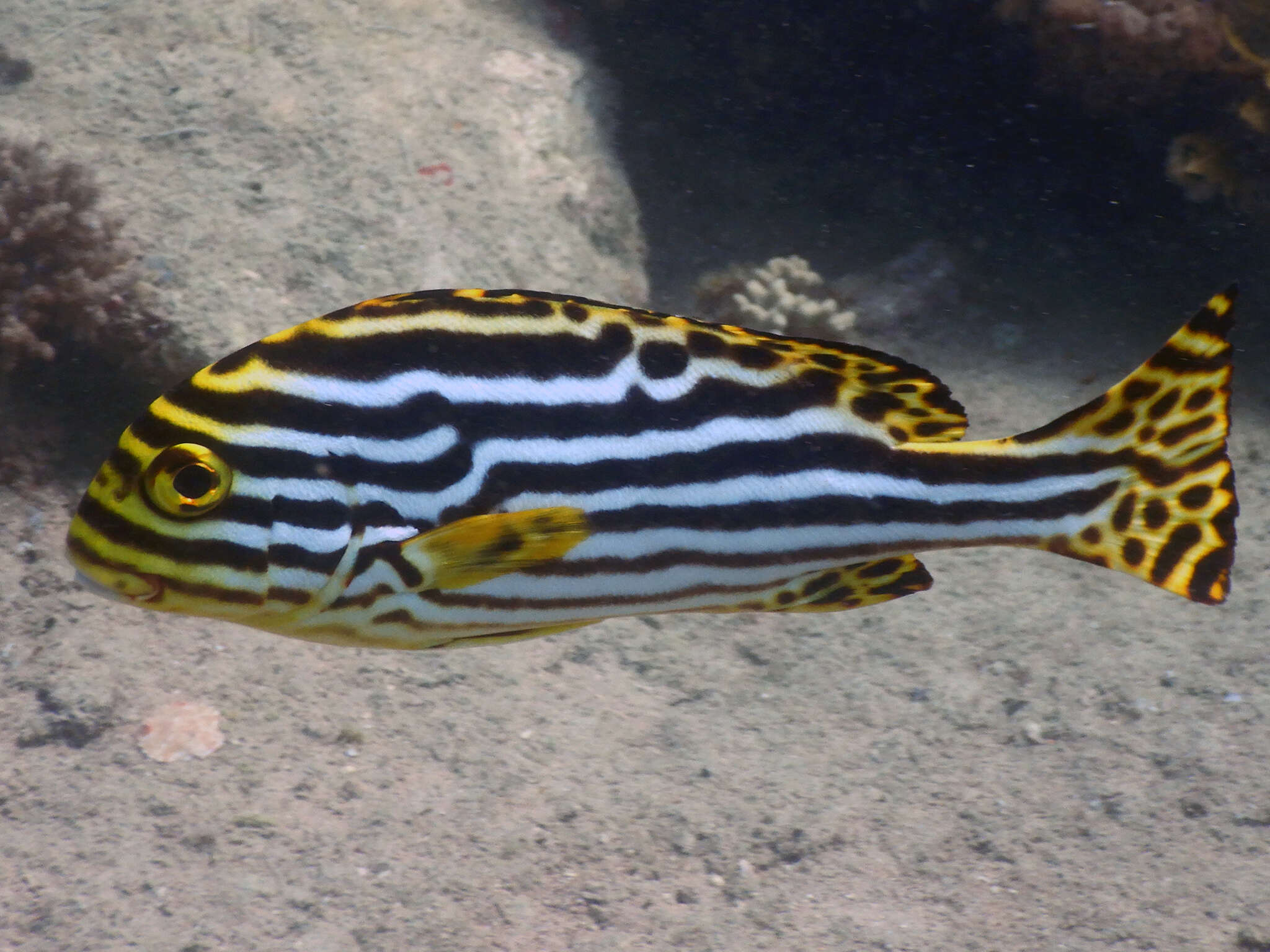 Image of Indian Ocean oriental sweetlips