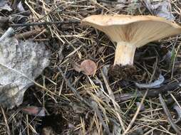 Image of Clitocybe brunneocephala H. E. Bigelow 1982