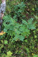 Imagem de Astragalus frigidus (L.) A. Gray