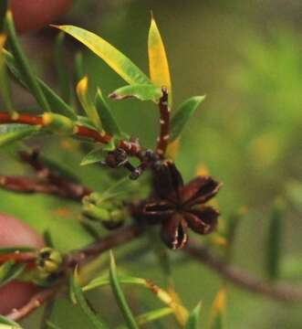 Image of Diosma aristata I. Williams