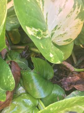 Image of Virgin Islands robber frog