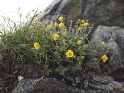 Image de Potentilla matsumurae Th. Wolf