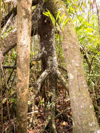 Image of mangrove