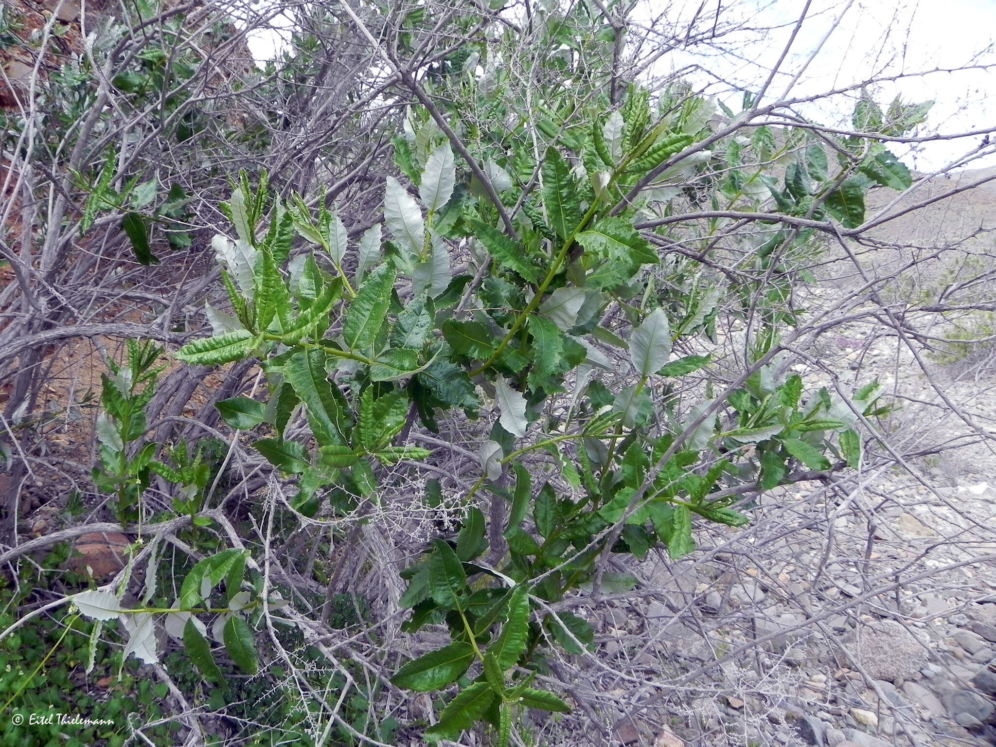 Image of Spinoliva ilicifolia (Hook. & Arn.) G. Sancho