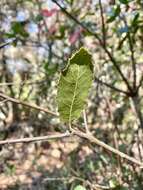 Слика од Quercus parvula var. tamalpaisensis S. K. Langer