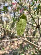 Image of Tamalpais oak