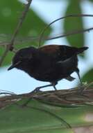 Image of Black-hooded Antwren