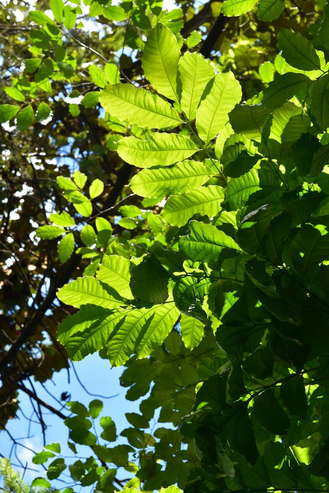 Image of Tapirira mexicana March.