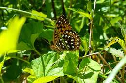 Image of Atlantis Fritillary