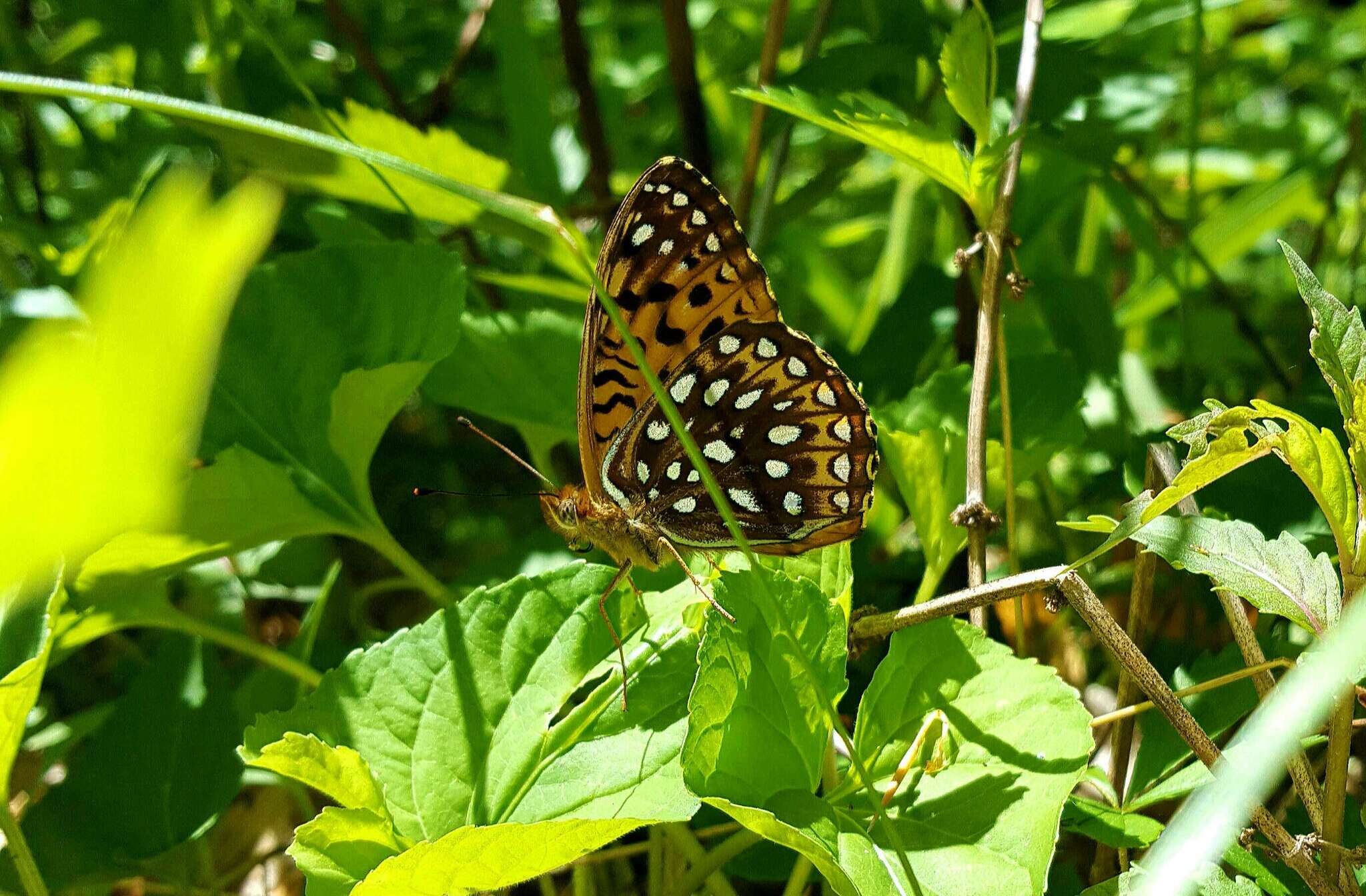 Image of Atlantis Fritillary