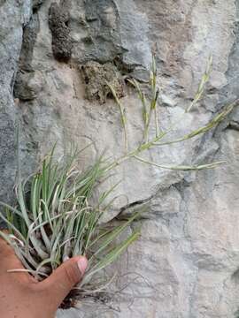 Image of Tillandsia socialis L. B. Sm.