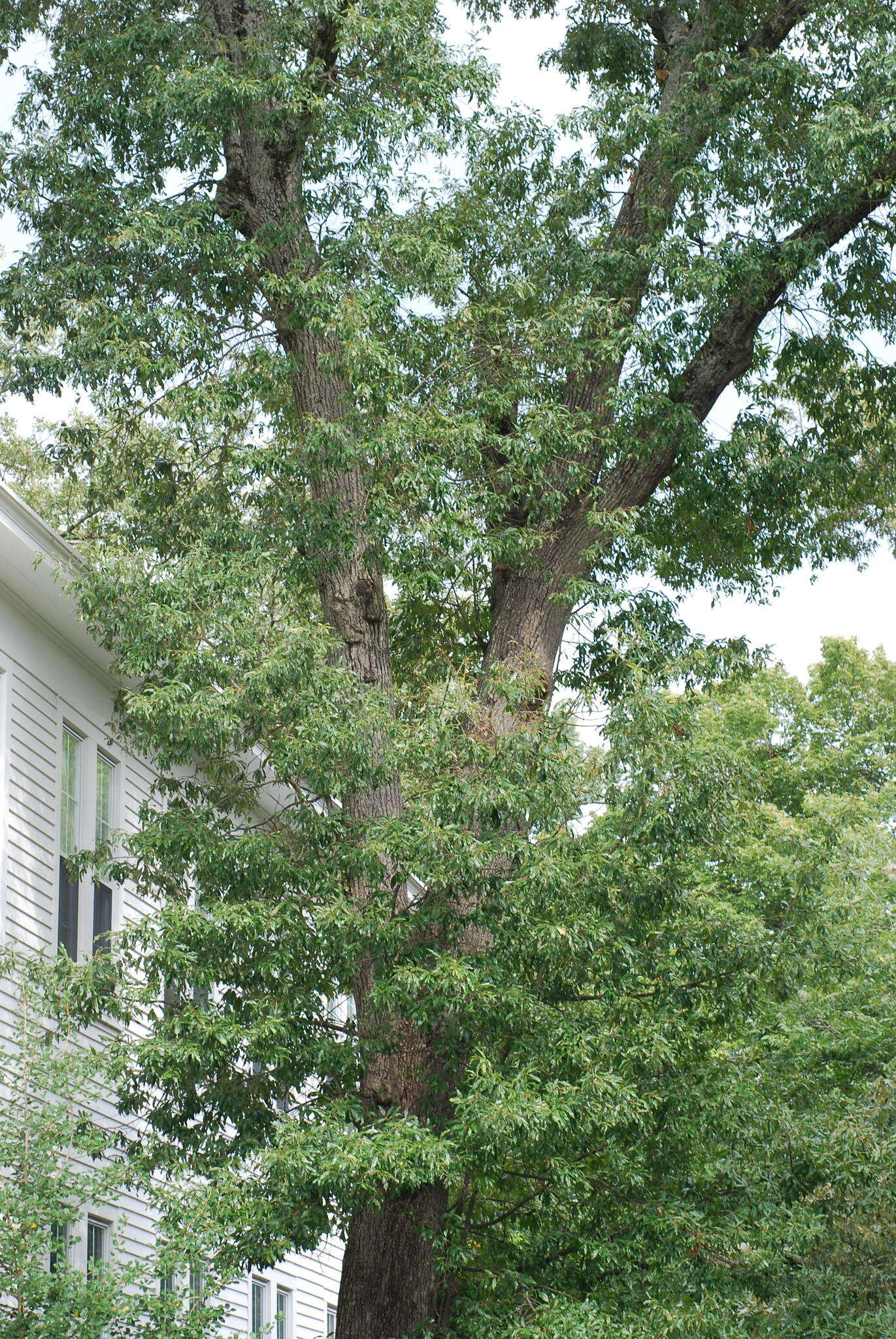 Image of hybrid oak