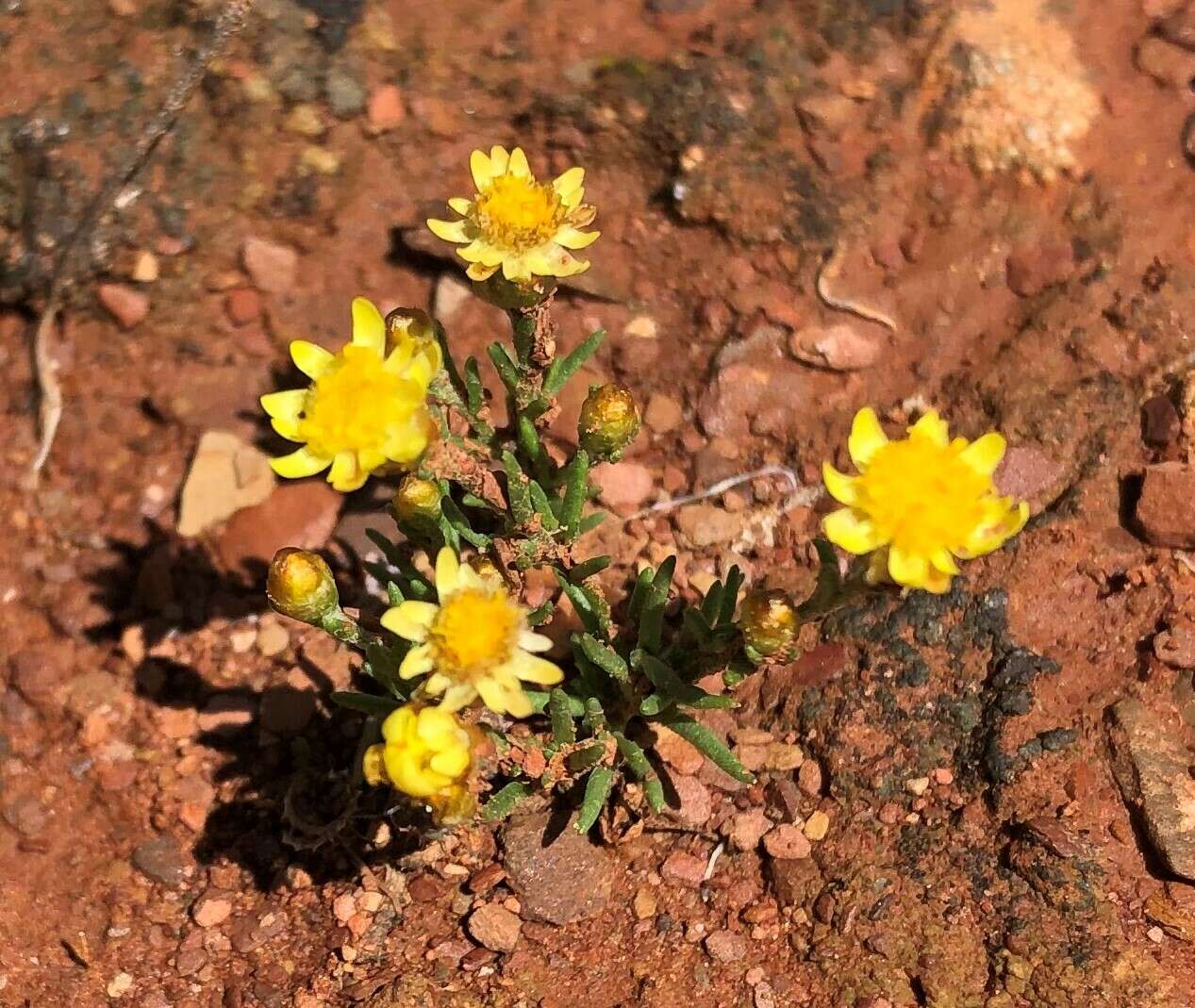 Image of Hyalosperma semisterile (F. Müll.) P. G. Wilson