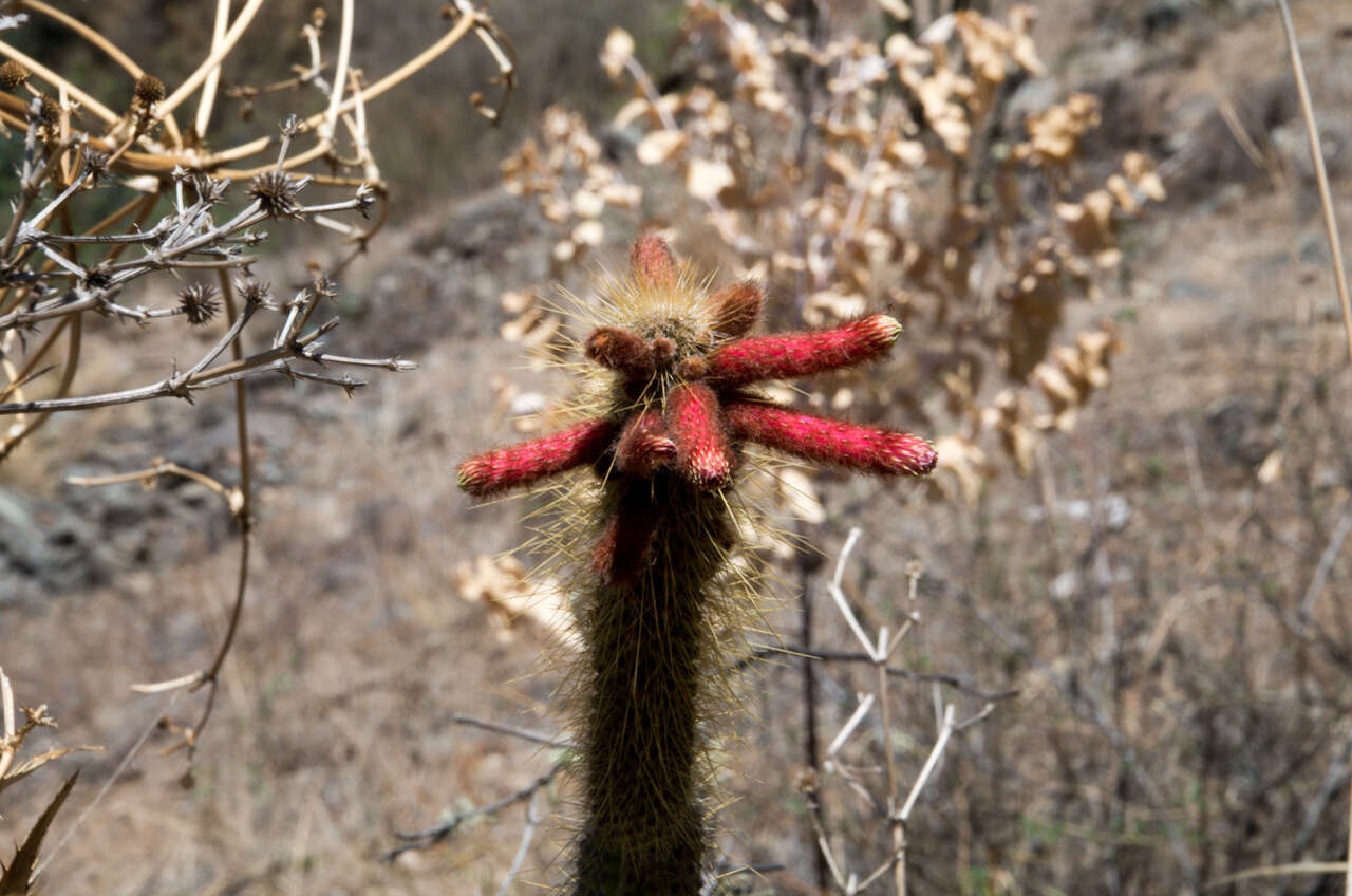 صورة Cleistocactus buchtienii Backeb.