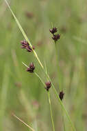 Image of brownish beaksedge