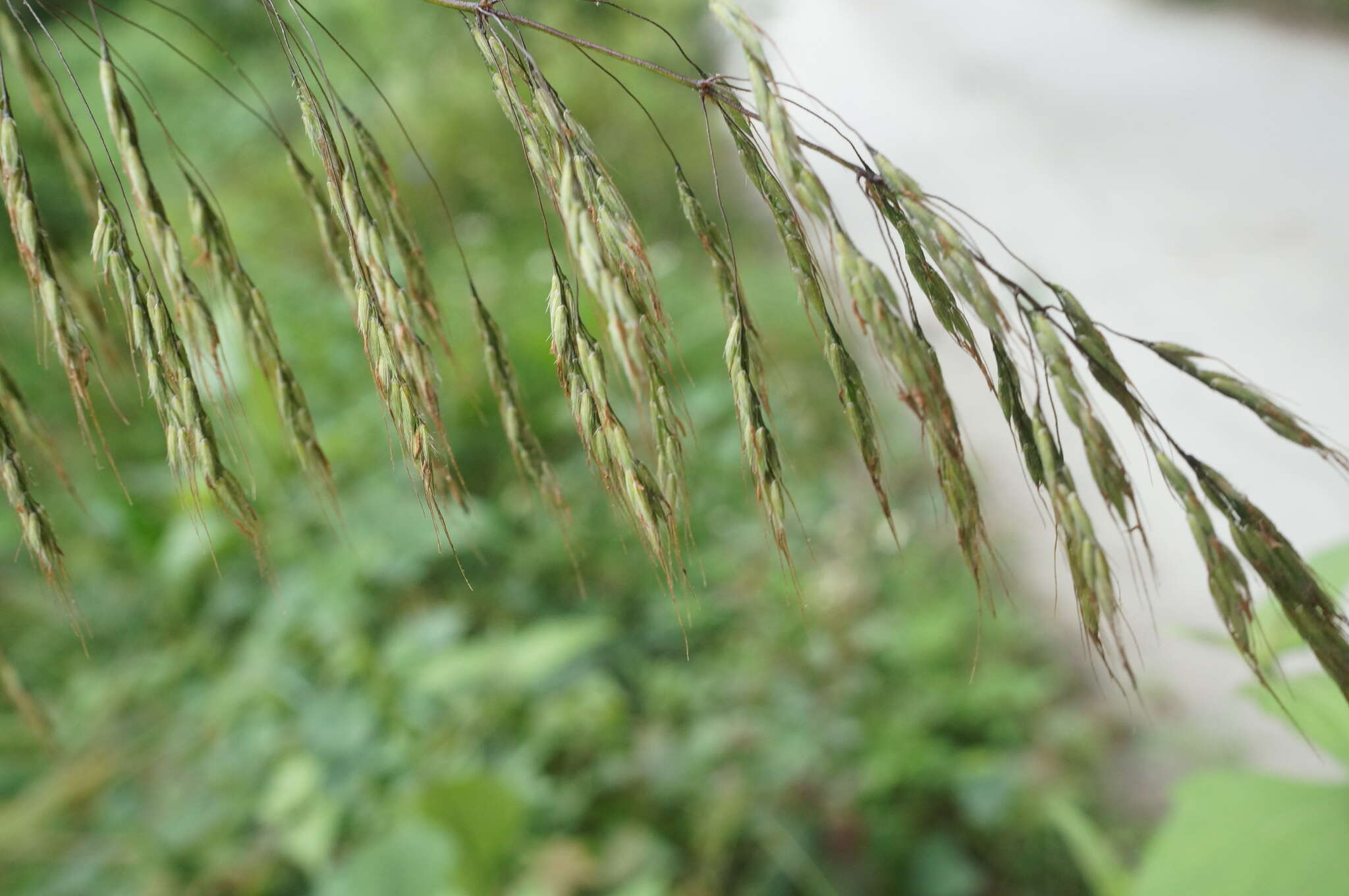 Image of Spodiopogon cotulifer (Thunb.) Hack.