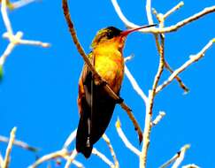 Image of Cinnamon Hummingbird