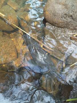 Image of Eel-tailed catfish