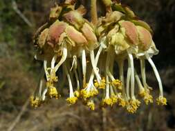 Dombeya cannabina Hilsenb. & Boj. ex Hook. resmi