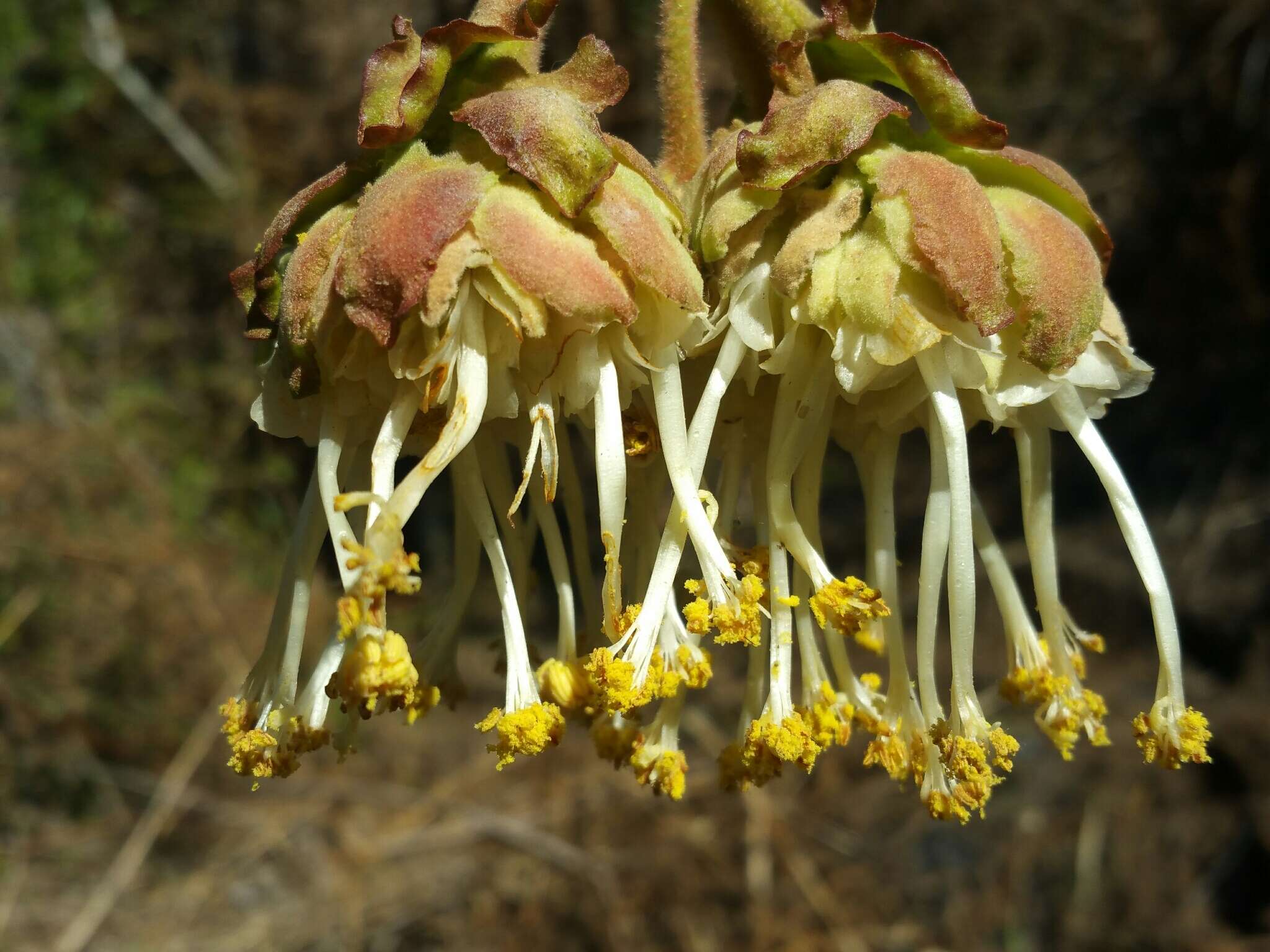 Dombeya cannabina Hilsenb. & Boj. ex Hook. resmi