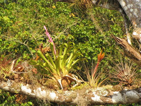 Image of Tillandsia lucida É. Morren ex Baker