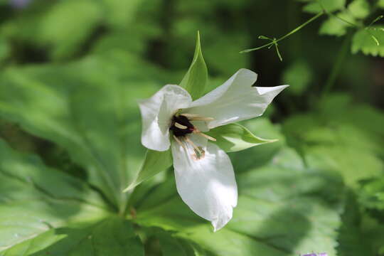 Image of Trillium erectum var. album (Michx.) Pursh