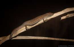 Image of Highland Forest Skink