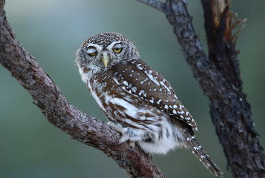 Image of Glaucidium perlatum licua (Lichtenstein & Mhk 1842)